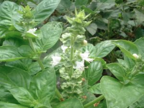 荆芥九层塔和罗勒这几个名称之间是什么关系