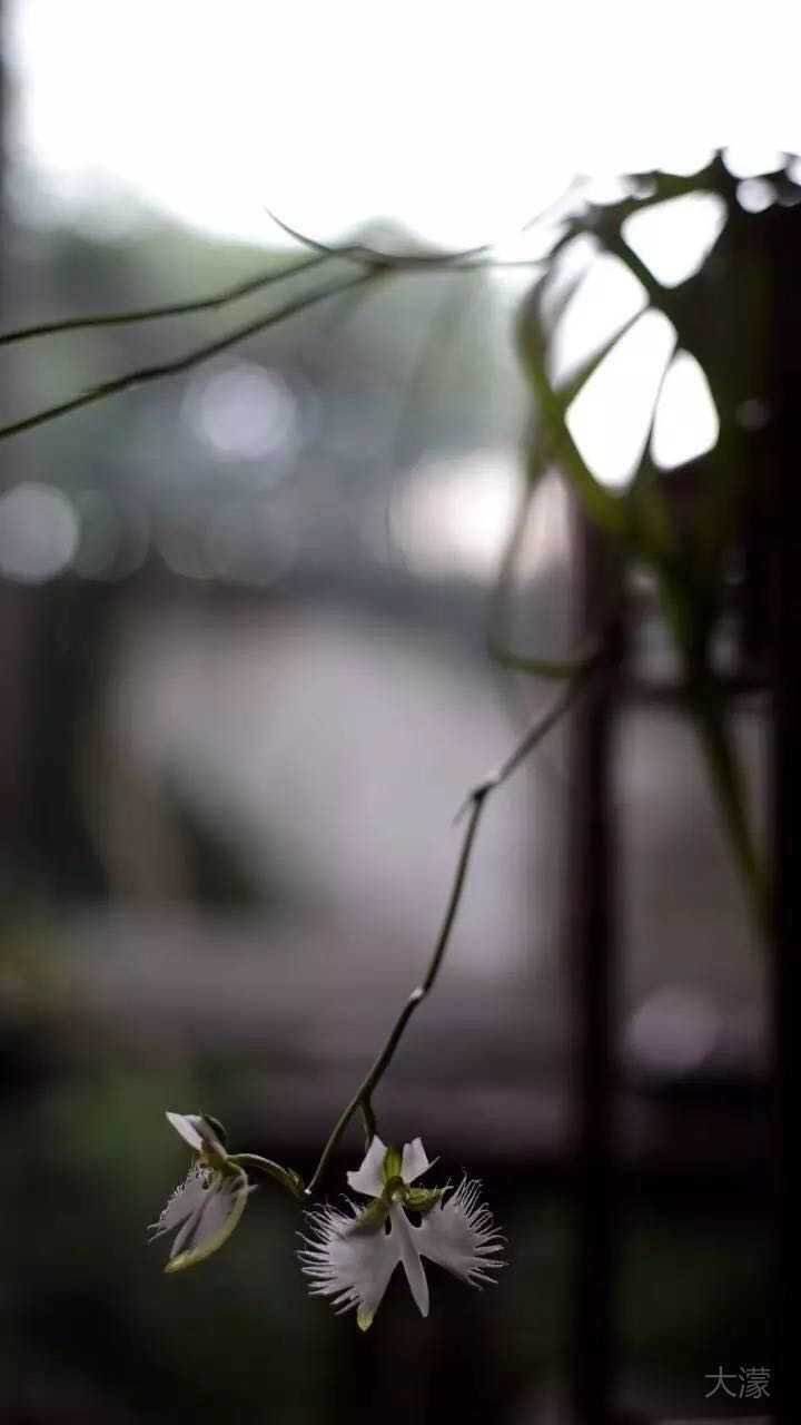有哪些名字优美的花草 知乎 有哪些名字优美的花草 知乎