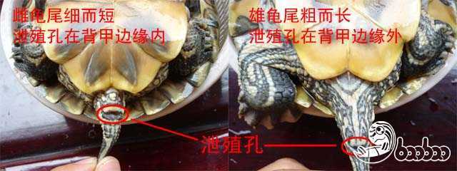 乌龟怎么判断公母? - 知乎