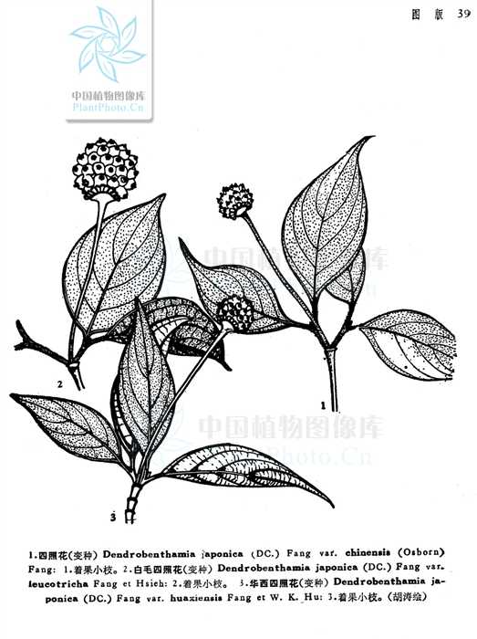 四照花 cornus kousa subsp. chinensis (osborn) q. y.