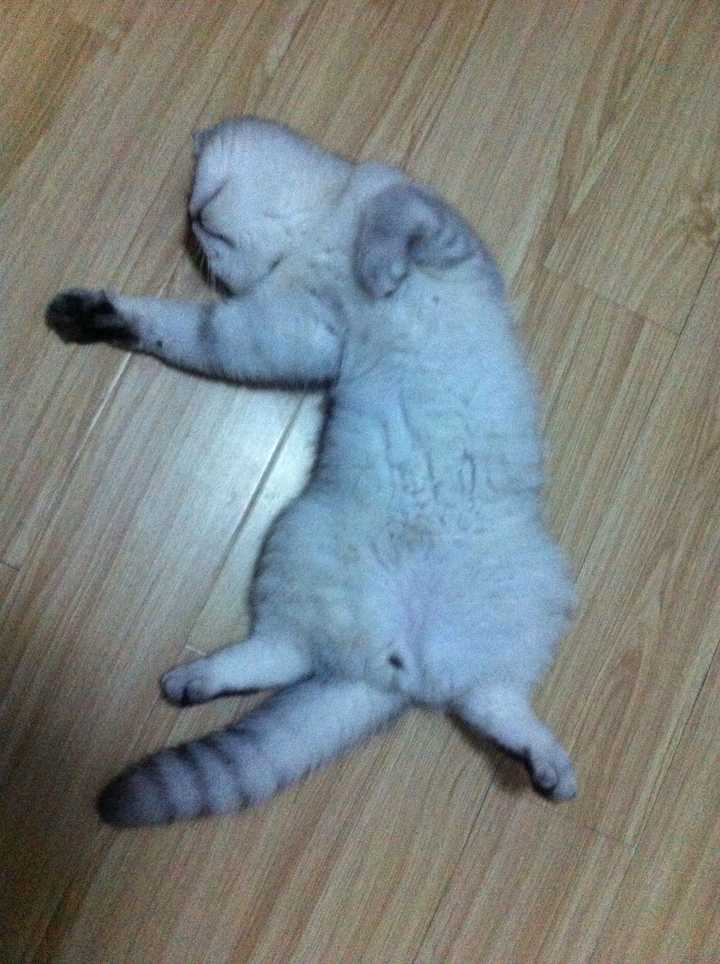 想养只脸胖胖的猫 可猫咪就胖屁股怎么办 知乎 想养只脸胖胖的猫 可猫咪就胖屁股怎么办 知乎
