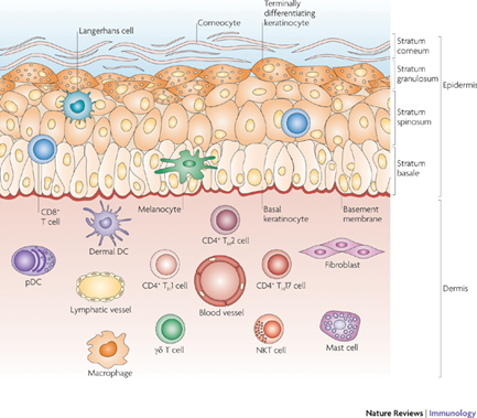 其中与痒(免疫神经调节)相关的细胞是mast cell 和langerhans cell .