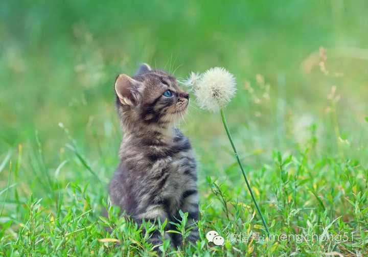 猫得了感冒会自己好吗 知乎