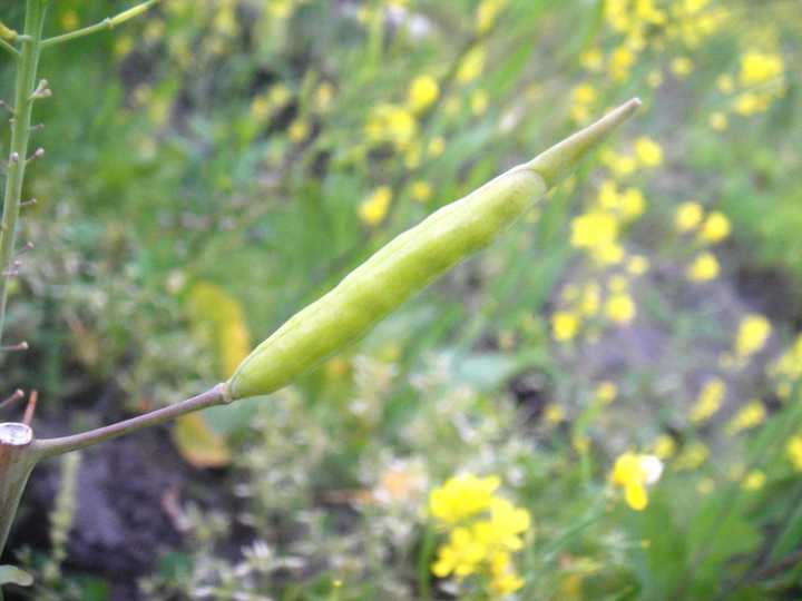 請問這葉子是心型的野花叫什麼?