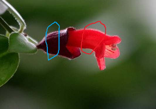 什么是花筒 花萼筒 花冠筒 知乎