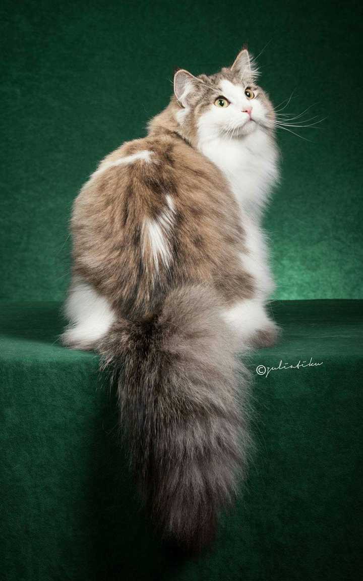 西伯利亚猫有哪些花色身材骨架标准是什么