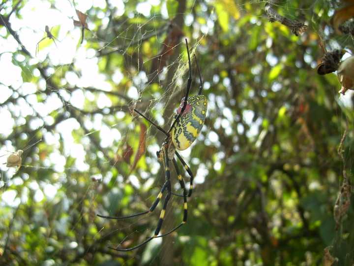 下图中这样的个头在艾蛛中已经算是很大的了(摄于2010年中秋) 棒络新