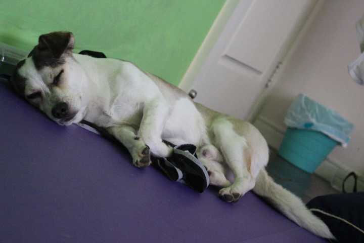 如何才能把一只中华田园犬养出贵族范儿?