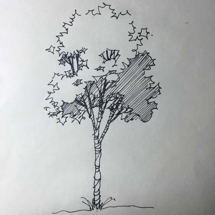 快题树的画法图片