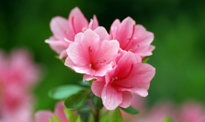 有哪些适合秋冬观花的室内植物 知乎