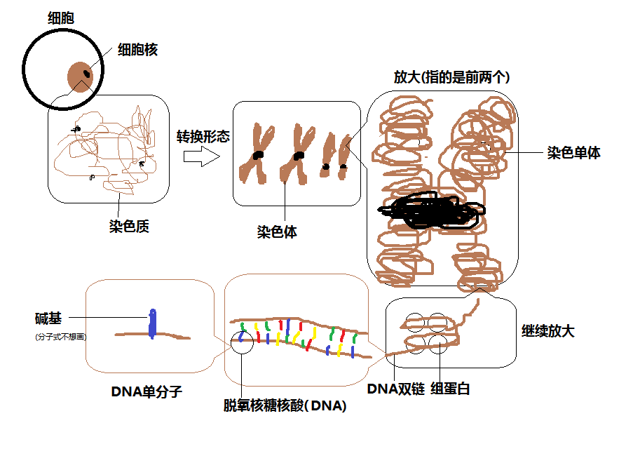 基因,染色体,蛋白质,dna,rna 之间的关系是什么?