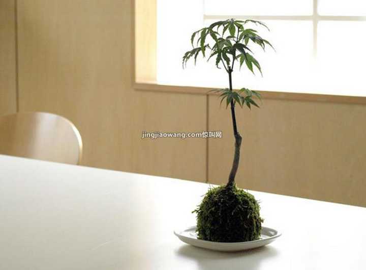 有哪些有禅意的植物 知乎 有哪些有禅意的植物 知乎
