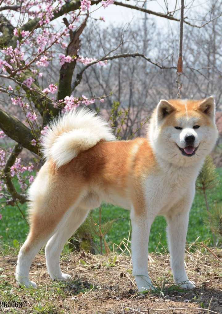 中华田园犬 柴犬和秋田犬的区别是什么 知乎 中华田园犬 柴犬和秋田犬的区别是什么 知乎