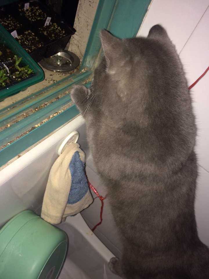有没有知友又养猫又养多肉的 知乎