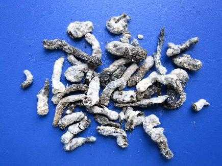 白丁香:来自麻雀的粪便.