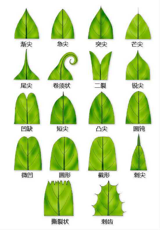 如何系统学习植物鉴定? - 知乎