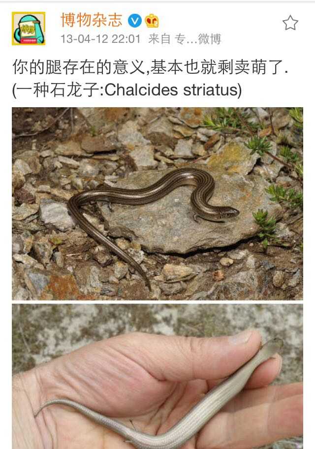 上次在微博看到一条只有四只很小的脚的蛇,请问是什么物种?