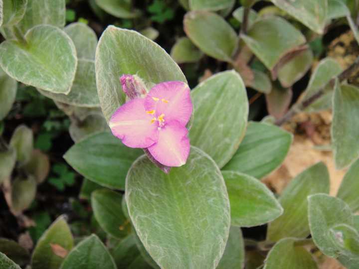 有哪些优雅炫丽的植物名称 知乎 有哪些优雅炫丽的植物名称 知乎