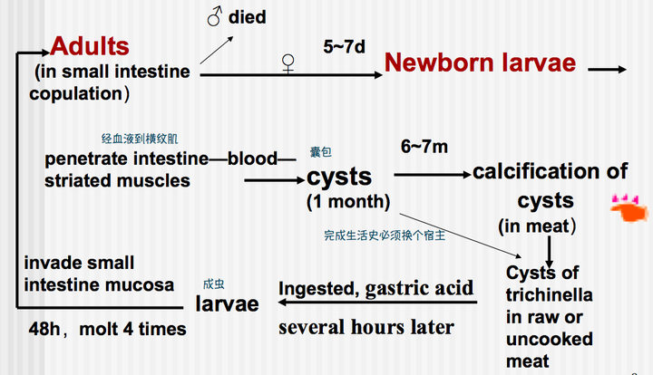 福寿螺里的寄生虫为何没有被消化掉?