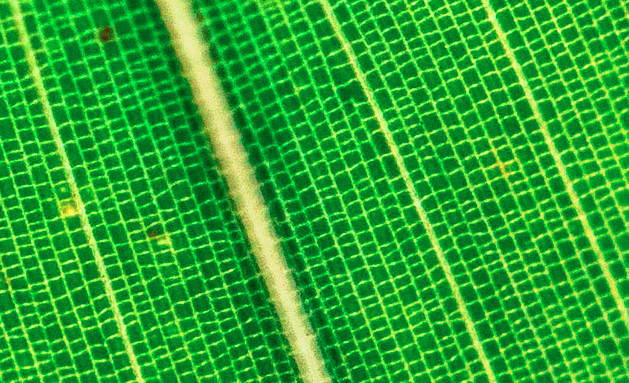 对一片树叶拍照,放大后能看到植物细胞吗?