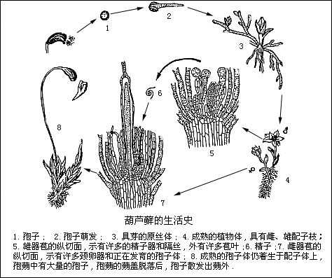 葫芦藓颈卵器结构简图图片