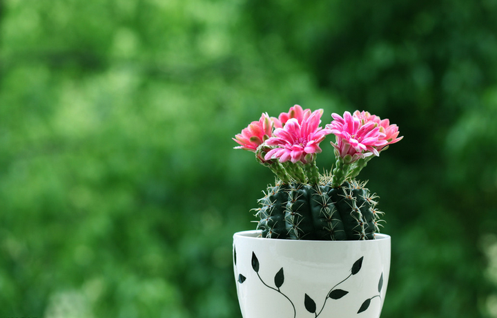 有哪些适合秋冬观花的室内植物 知乎