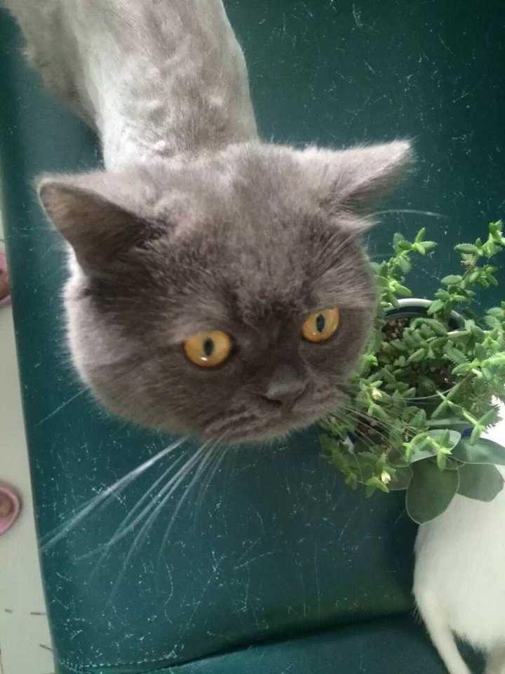 有没有知友又养猫又养多肉的 知乎