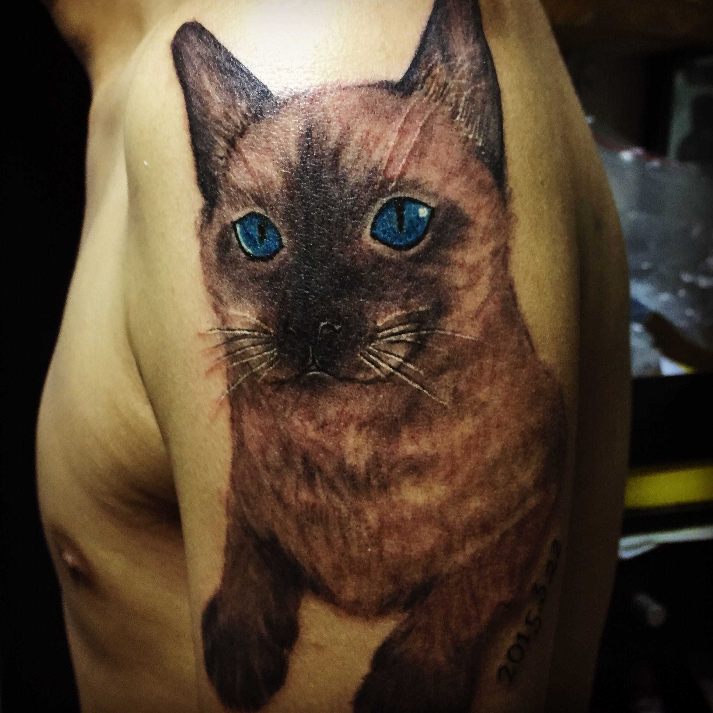 昨天刚完成的.借用我在另一个问题里面的回答我养的暹罗猫,2015.3.