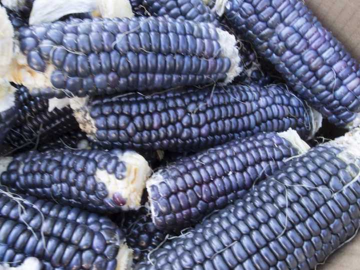 比如这个蓝玉米 蓝龙虾