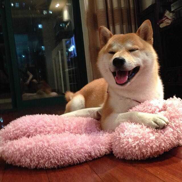 养柴犬是种怎样的体验 知乎