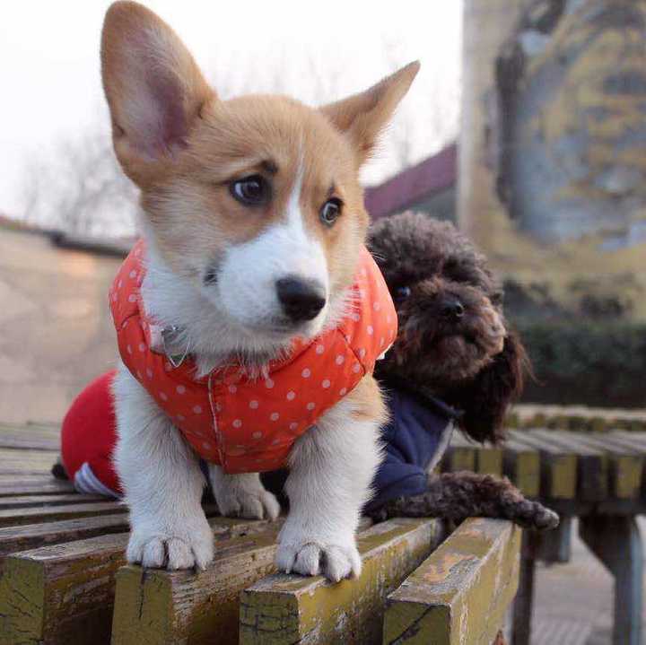 有一只小短腿柯基陪伴是怎样的体验 知乎