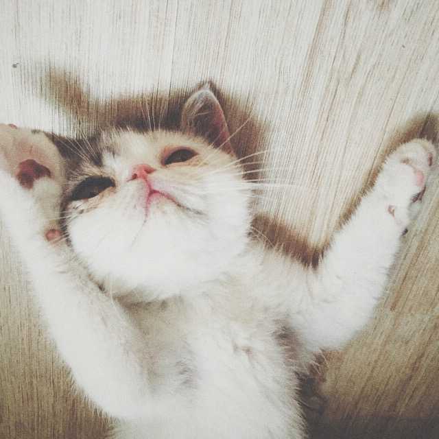 一只猫大声吼图片 4b80c33aa7b272671776aa0a59b3d336_hd.jpg