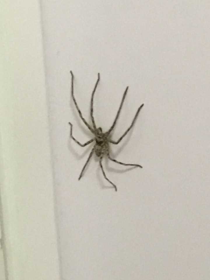 知乎用户 ,话题的优秀回答者 3 人赞同了该回答 白额巨蟹蛛 编辑于