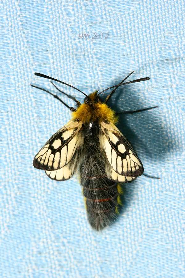 蛹羽化为蝶时真的不能受到外界帮助吗 它的生物学原理是什么 知乎