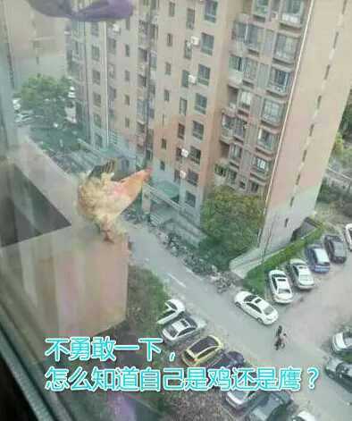 把鸡从悬崖扔下去会摔死吗 手折正弦的回答 知乎