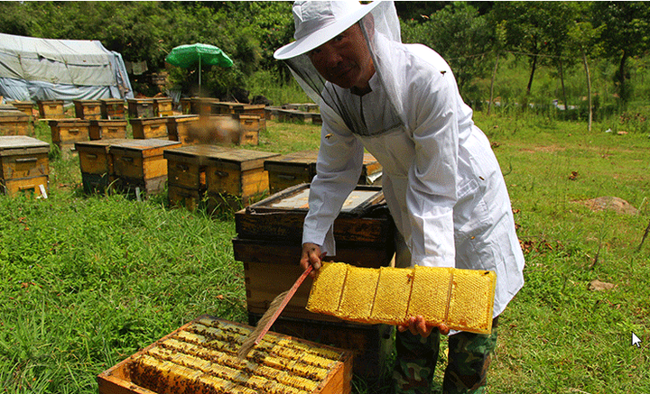 所有的蜜蜂都产蜂蜜吗?