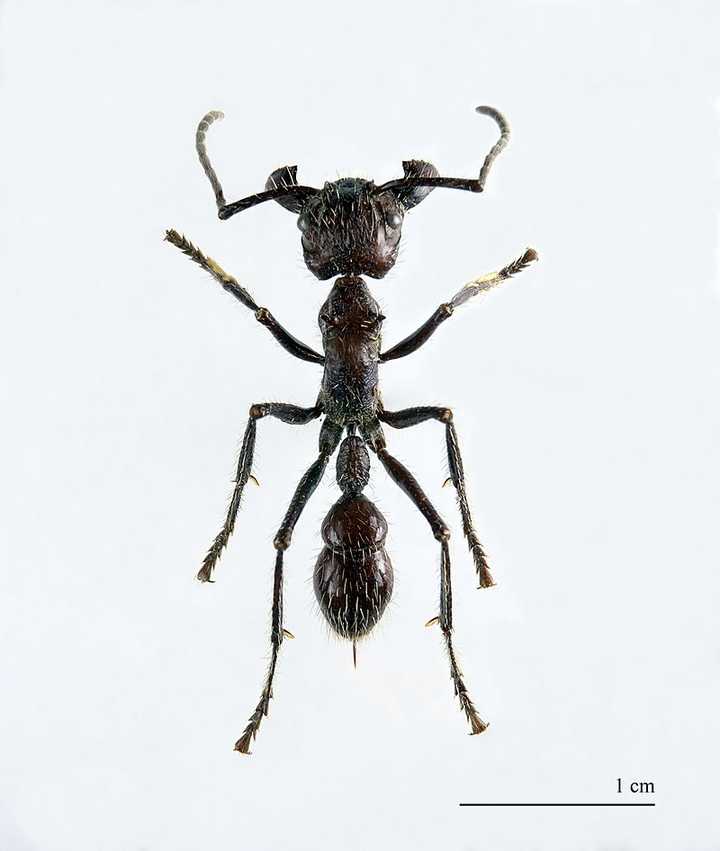 在进化程度上,蚂蚁和蜂很接近,因为蚂蚁本身就是落地群居的远古蜂翅膀