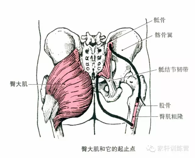 如何尽量地臀翘腿细 知乎