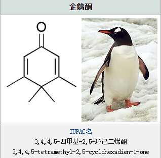 停,你这是在跟象仔舌吻么