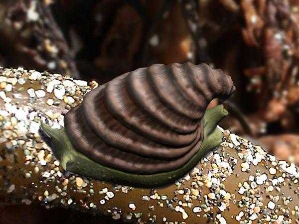 单板纲有软体动物最简单的结构,可以设想为一个背着尖头帽子的海螺,其