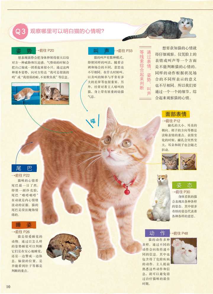 人有可能学会猫语吗 知乎