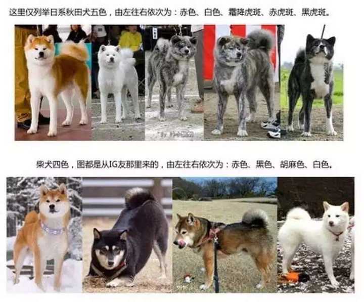 中华田园犬 柴犬和秋田犬的区别是什么 知乎