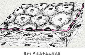 单层扁平上皮绘图标注图片