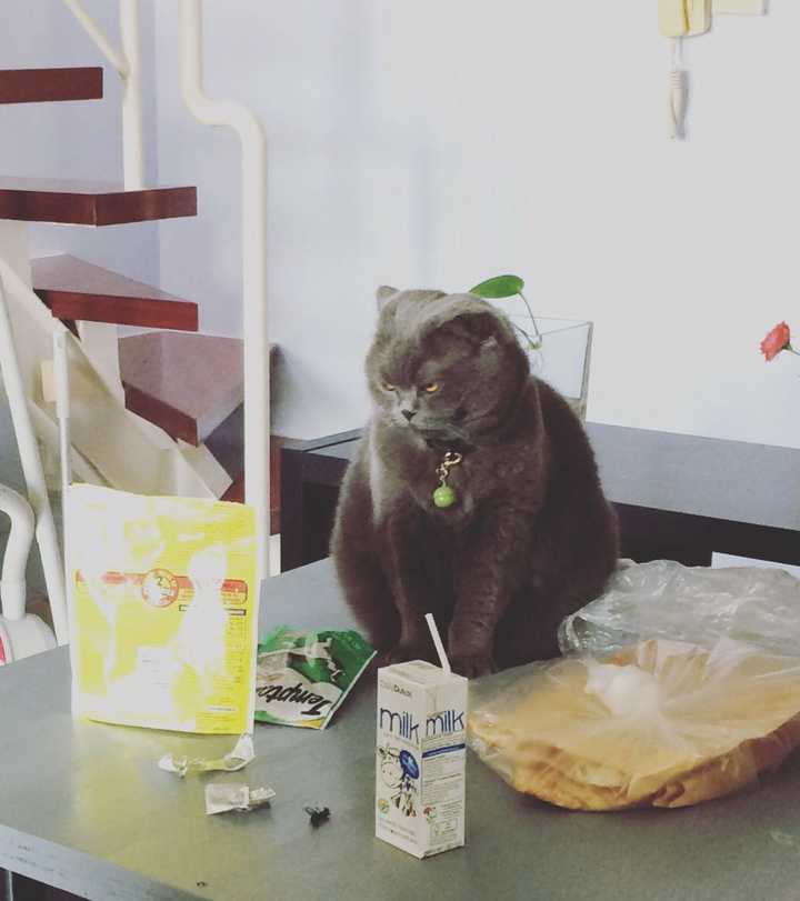大家都是怎么教育猫的 知乎