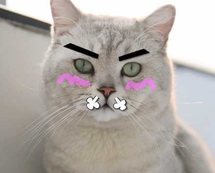 猫有眉毛吗 知乎 猫有眉毛吗 知乎