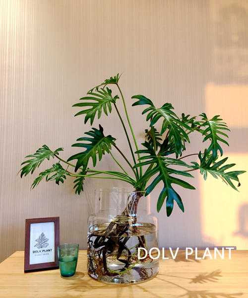 家装植物该如何布置 知乎 家装植物该如何布置 知乎