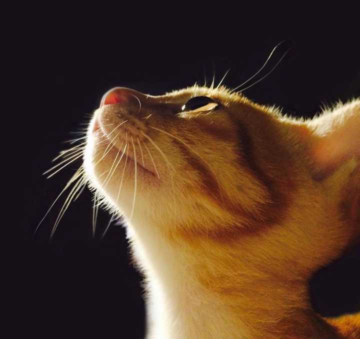 猫有眉毛吗 知乎 猫有眉毛吗 知乎