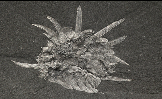 有趣的生物学观点和问题