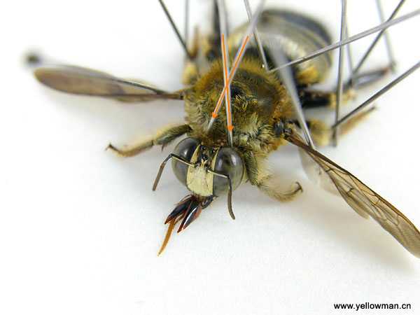 如何制作昆虫标本 知乎