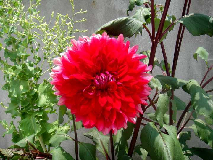 有哪些音译词让你察觉不到是音译的 知乎用户的回答 知乎